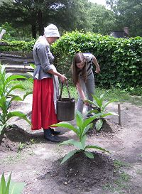 A visitor assists in watering tobacco at the Yorktown Victory Center's re-created 1780s farm. Courtesy of the Jamestown-Yorktown Foundation. 