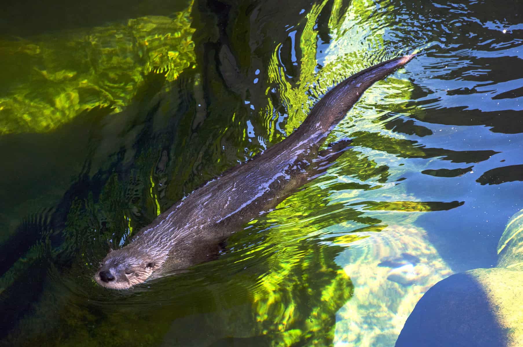 A New Otter Is Joining Louis in The Robins Nature Center Help Maymont