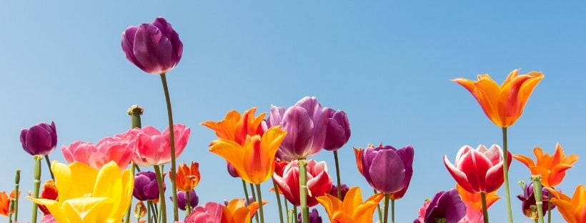 tulips