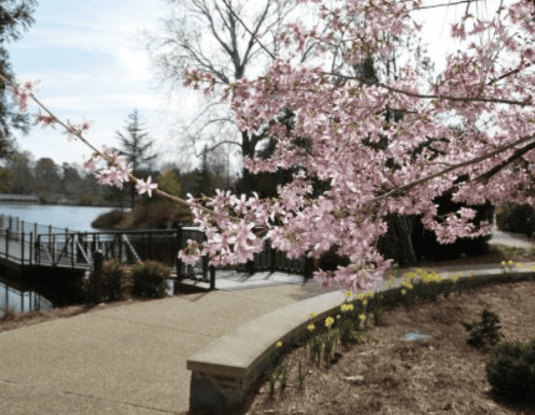 Seven Spots to Enjoy Cherry Blossoms in the Richmond Area Enjoying