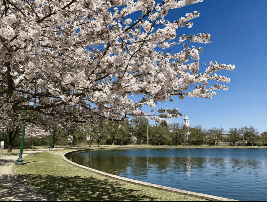 Seven Spots to Enjoy Cherry Blossoms in the Richmond Area Enjoying