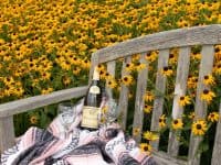 Black Eyed Susans flowers at Ginter Botanical Garden