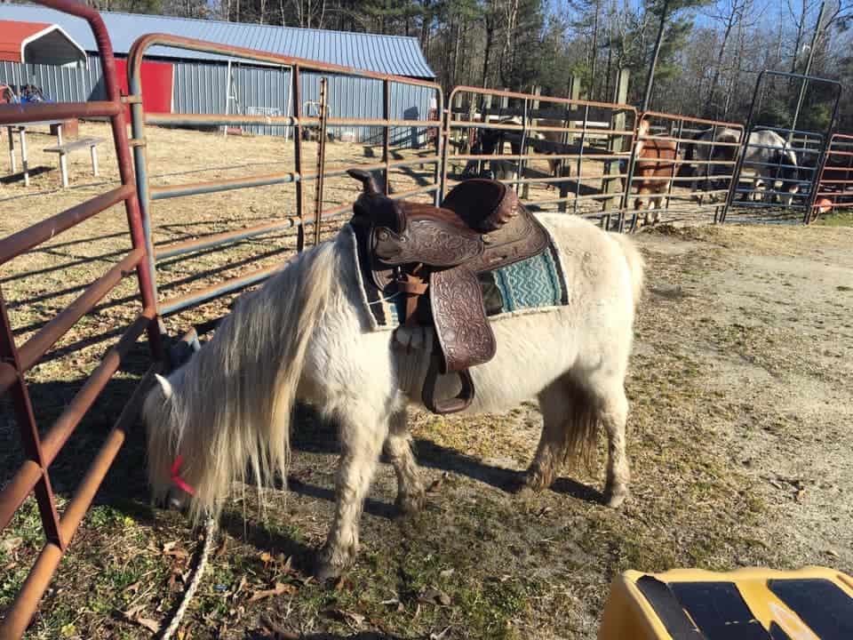 Laughing Place Farm