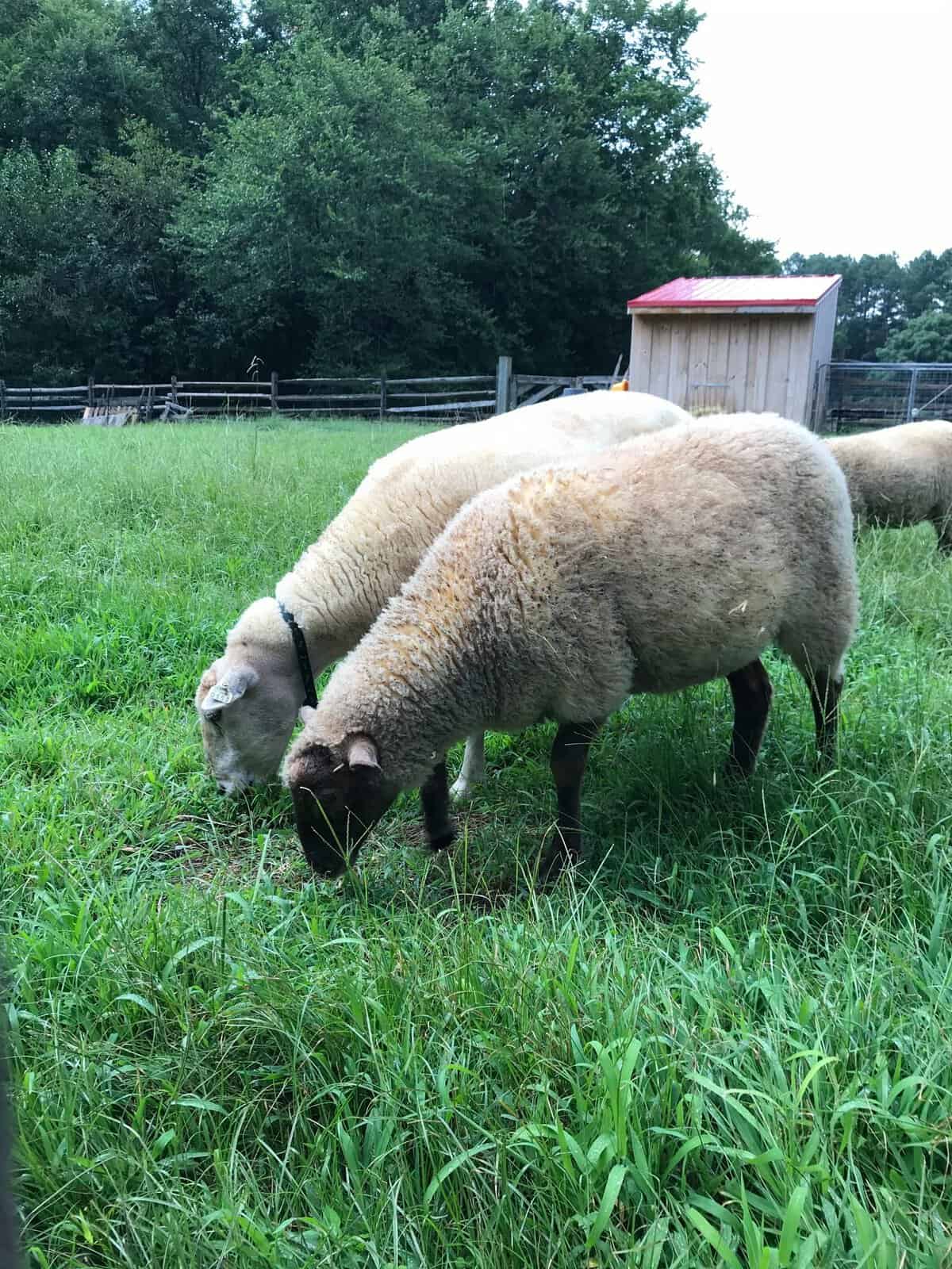 Sheep munch grass at Meadow Farm Museum at Crump Park