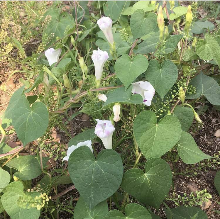 Invasive plant morning glory