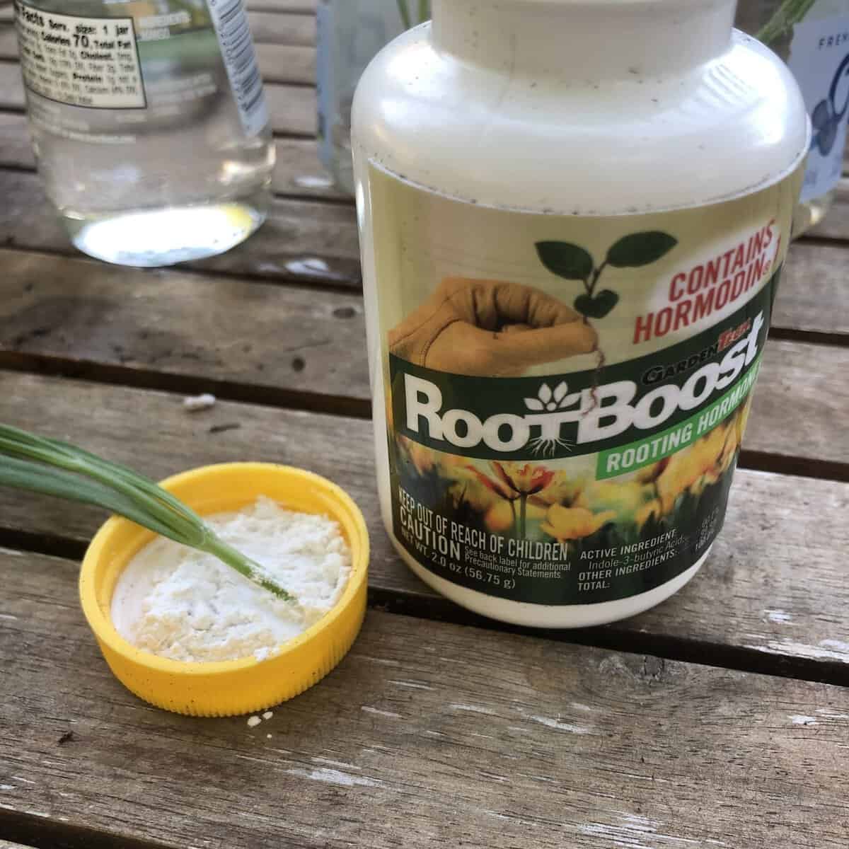 Rooting Powder