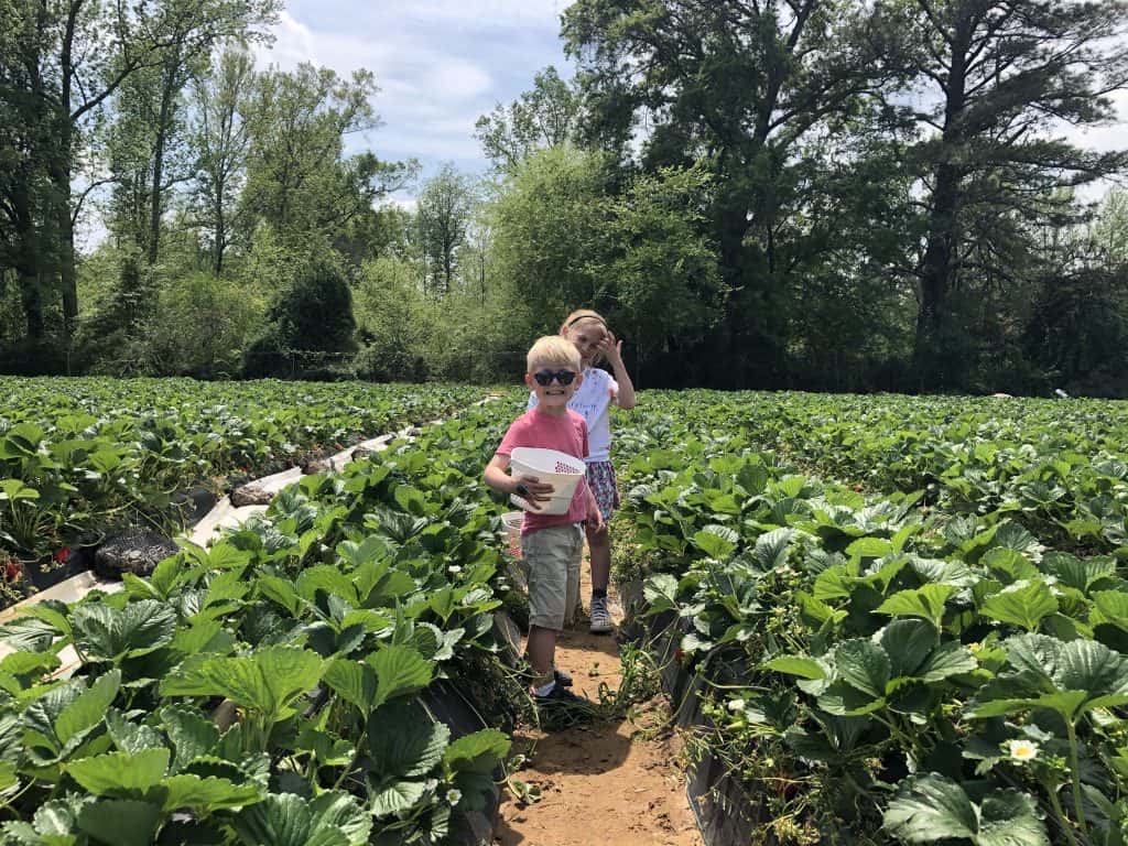 chesterfield berry farm