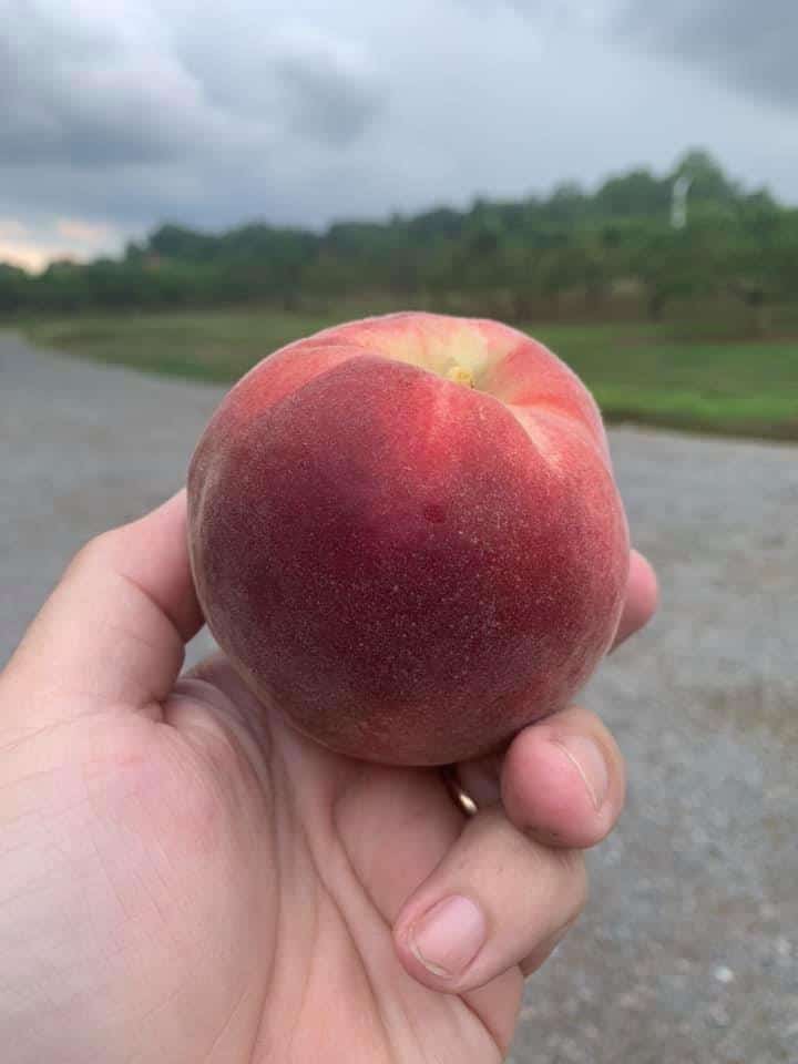 peach