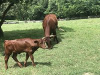 cows in Colonial Williamsburg