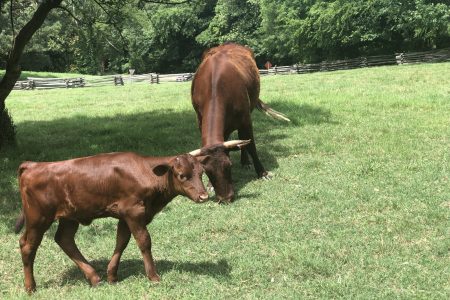 cows in Colonial Williamsburg