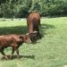 cows in Colonial Williamsburg