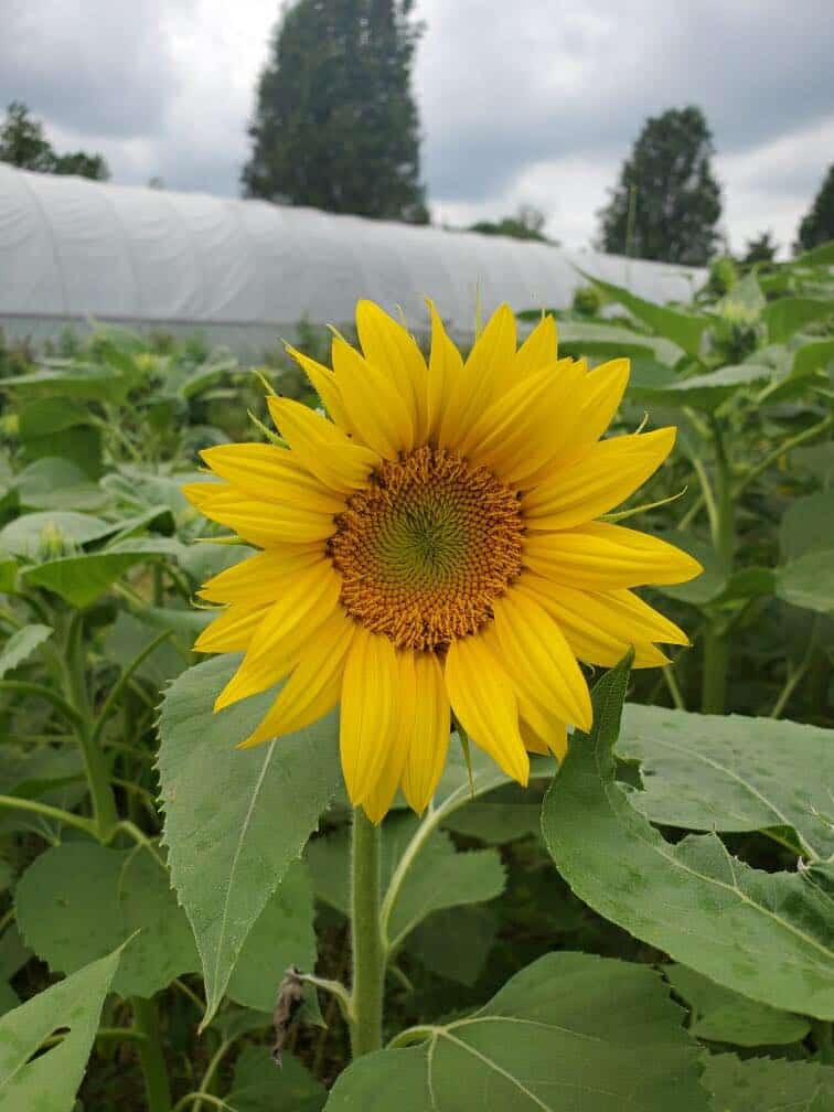 Sunflower Farm Richmond Va Best Flower Site