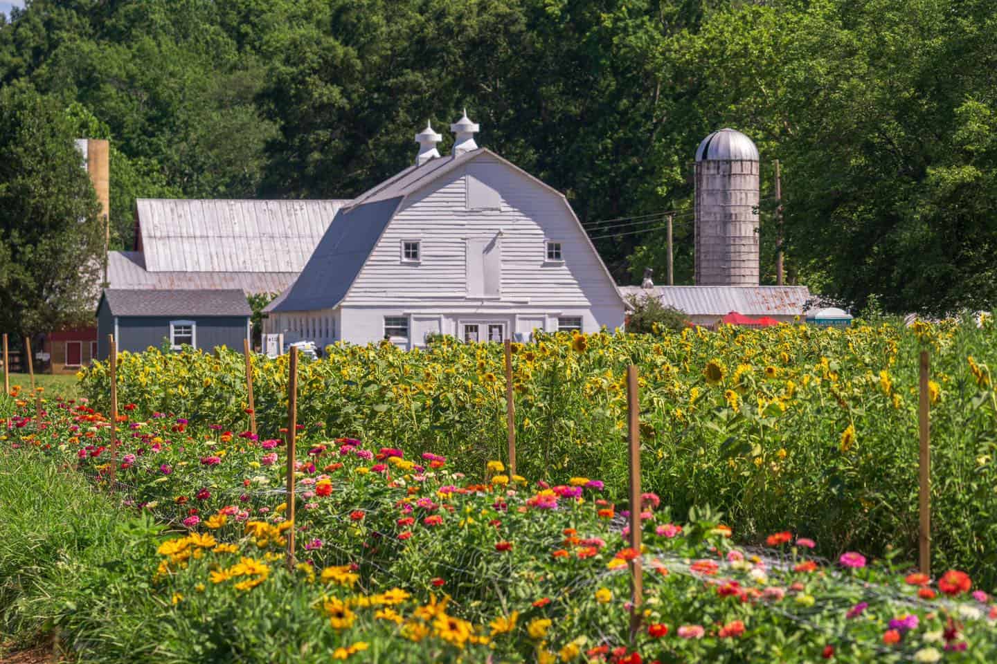 Braehead farm Enjoying RVA and all it has to offer!