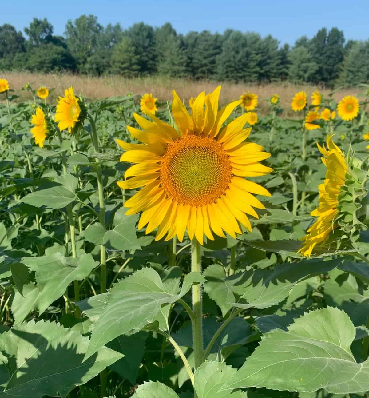 Spotting sunflower fields around Richmond Enjoying RVA and all it has