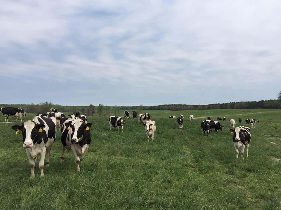 Richland's Dairy Farm