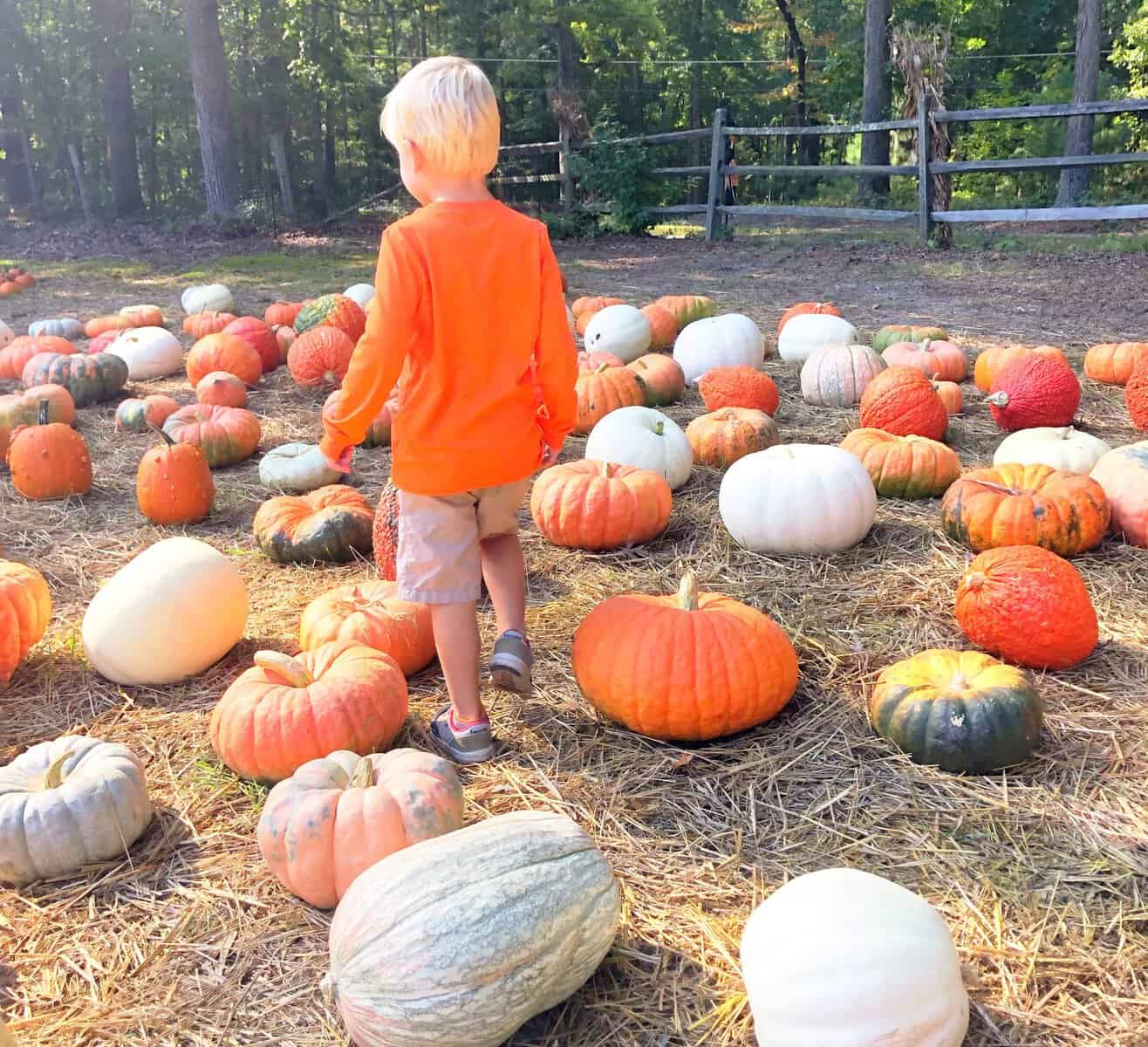 FREE Pumpkin Patches to Visit Enjoying RVA and all it has to offer!
